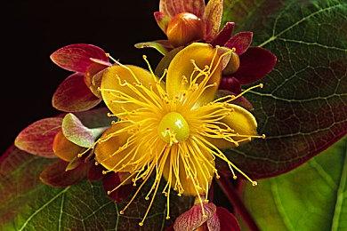 《DigDigDrill》12月登陆Steam 挖矿探险经营